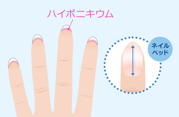 爪の構造